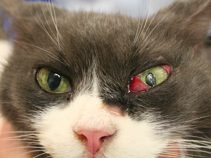болезни глаз у кошек