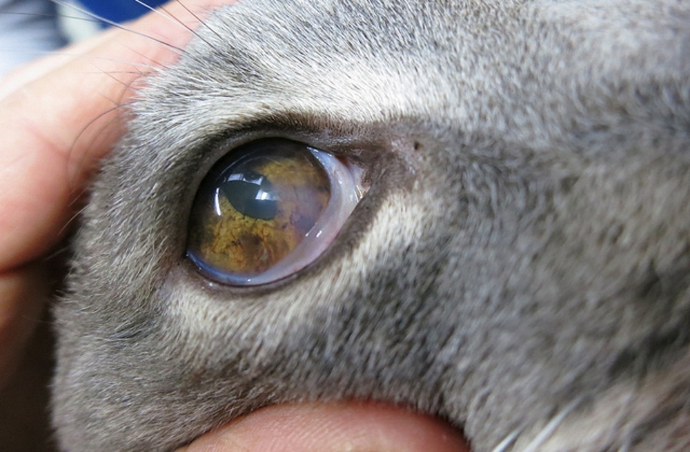 у кошки воспалился глаз чем лечить