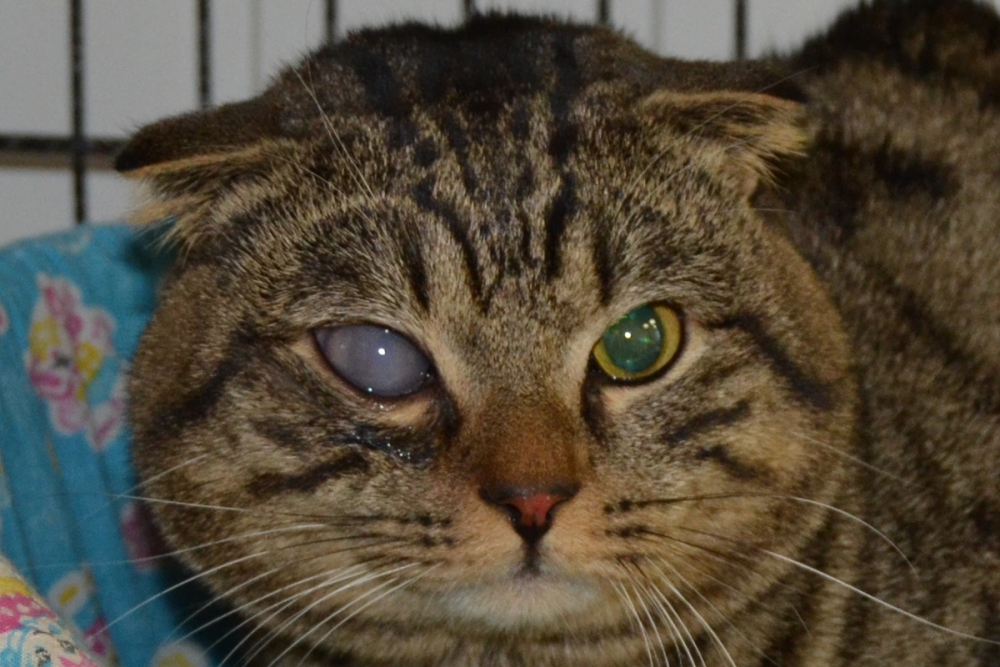 заболевания глаз у кошек симптомы и лечение