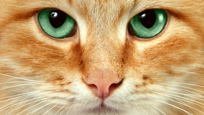 заболевания глаз у кошек симптомы и лечение