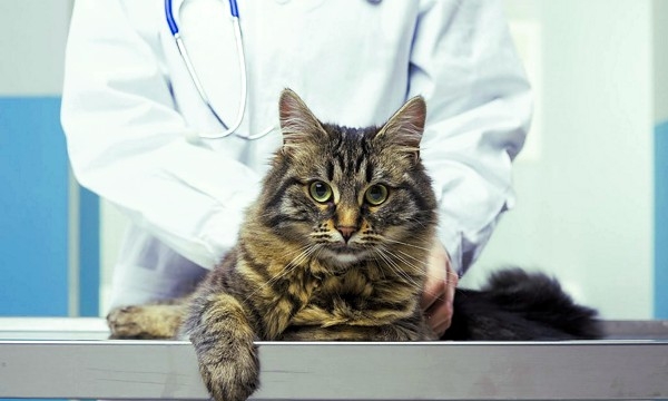 болезни кошек симптомы и лечение