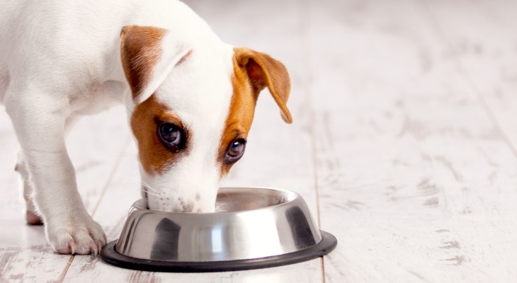 кормление собаки натуральной пищей рацион