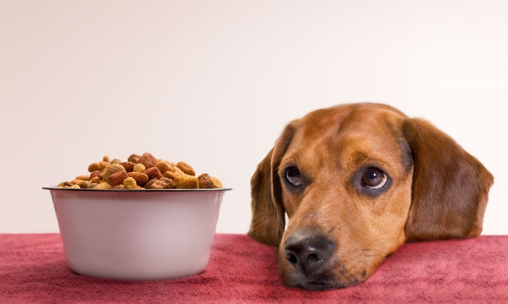 как кормить собаку натуральной пищей