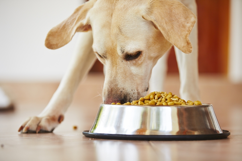 каким сухим кормом лучше кормить собаку
