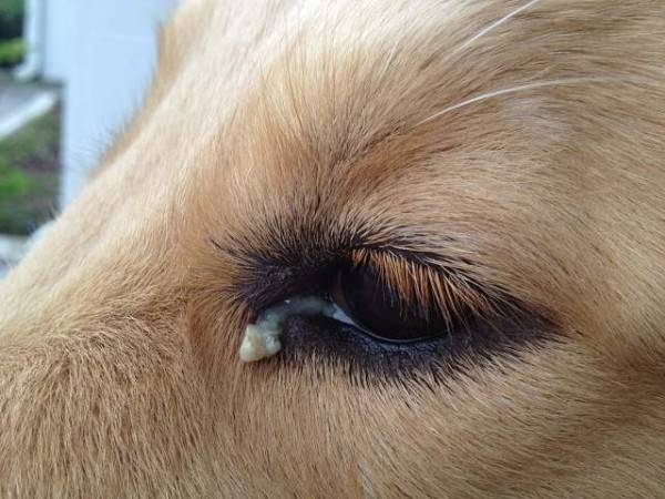 гноятся глаза у собаки чем лечить