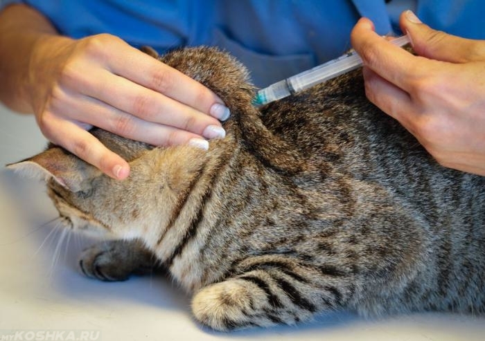 чесоточный клещ у кошек лечение