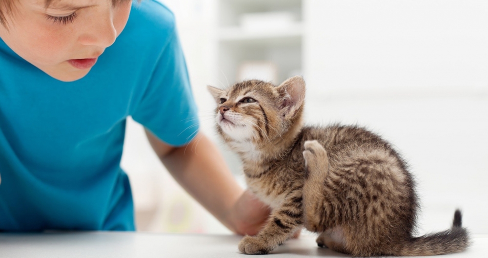 чесотка у кошек лечение в домашних условиях