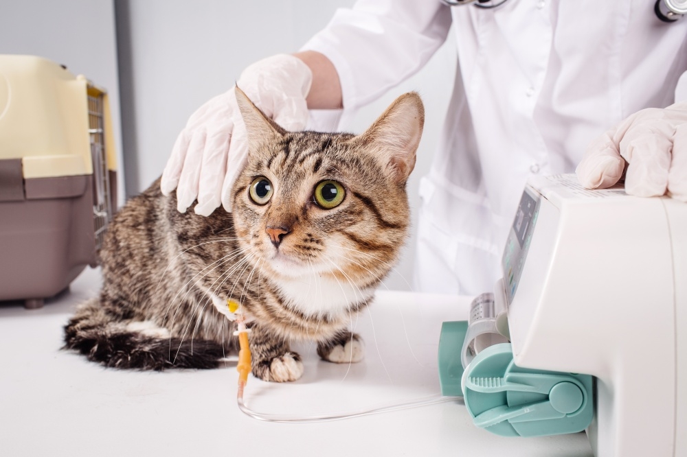 отравление у кошек симптомы и лечение