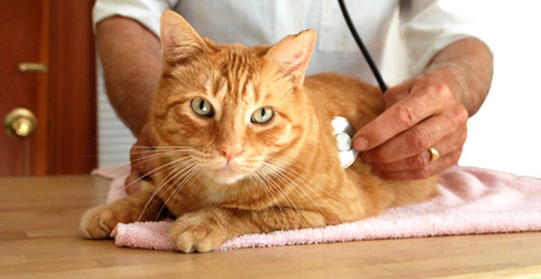 антибиотики при цистите у кошек