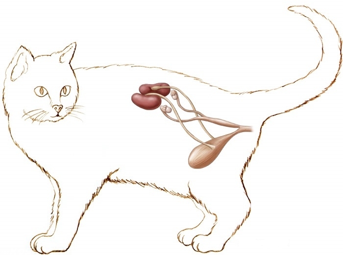 антибиотики при цистите у кошек