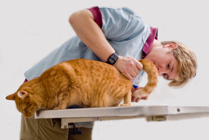 лечение цистита у кошек препараты