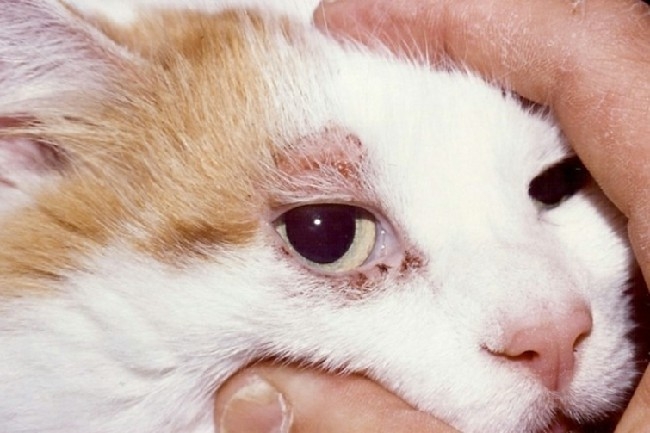 демодекоз у кошек симптомы