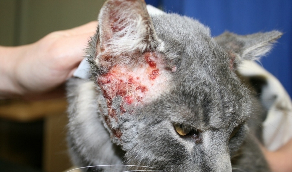 блошиный аллергический дерматит у кошек фото