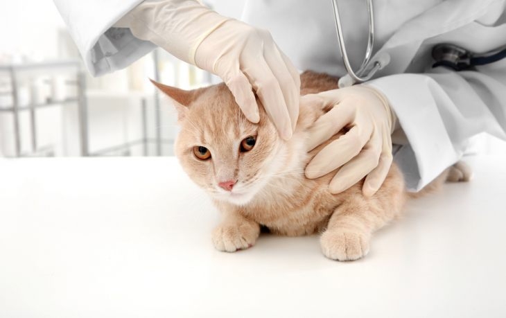 аллергический дерматит у кошек симптомы и лечение
