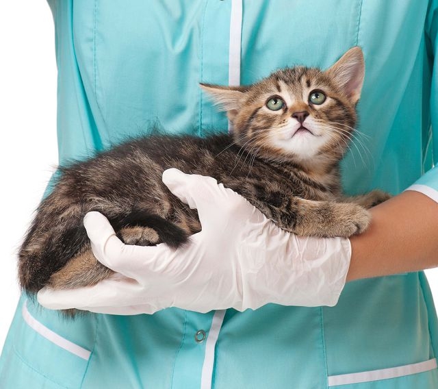дерматит у кошек лечение в домашних условиях