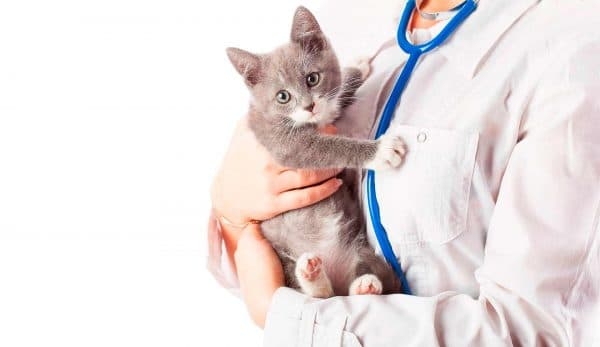 дерматит у кошек лечение в домашних условиях
