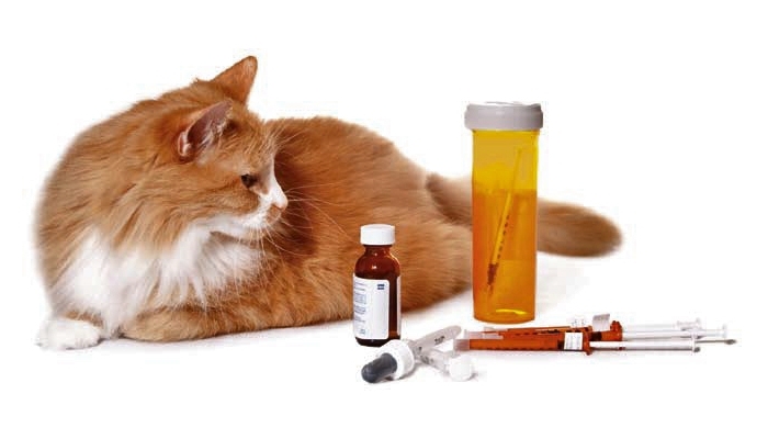 сахарный диабет у кошек симптомы и лечение