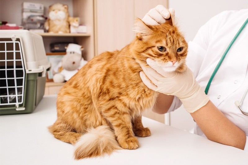 экзема у кошек симптомы и лечение