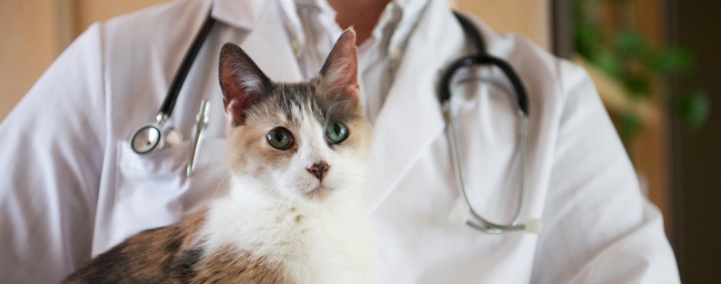 экзема у кошек симптомы и лечение
