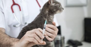 Лечение эозинофильной гранулемы у кошек