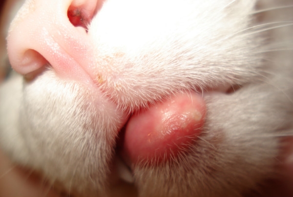 эозинофильная гранулема у кошек лечение