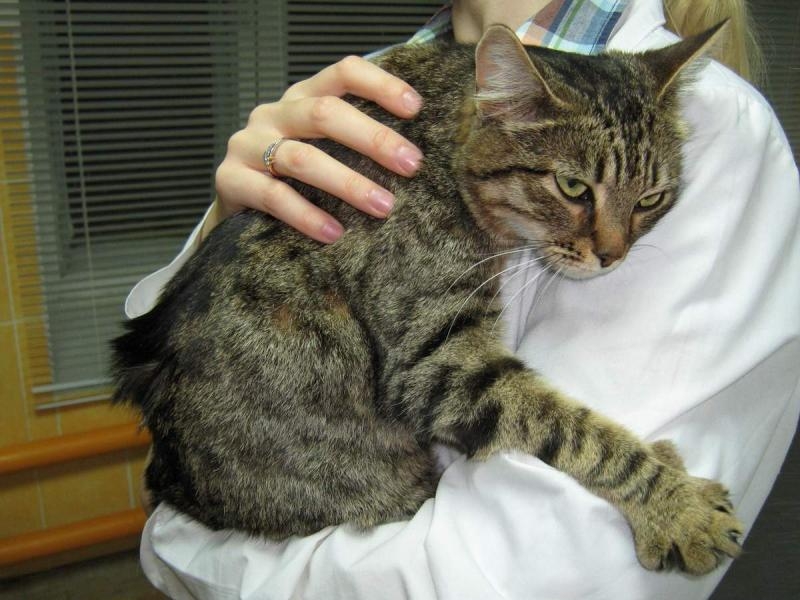 эпилепсия у кошек лечение как прекратить приступы