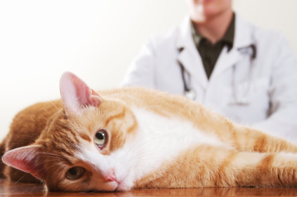 гастрит у кошек симптомы лечение