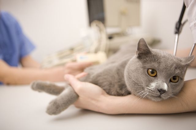 лечение гастрита у кошек