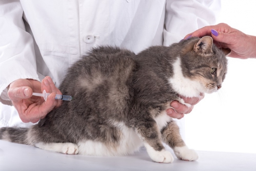 гемобартенелез у кошек симптомы