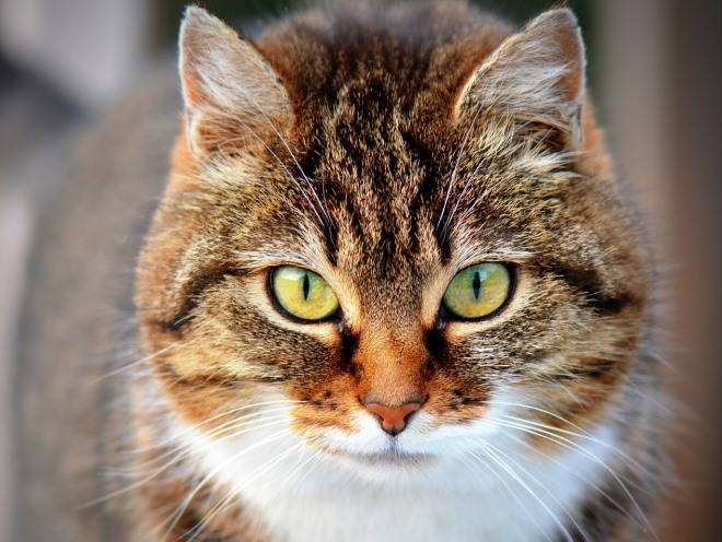 гепатит у кошек передается ли человеку