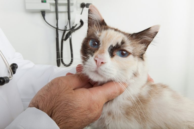 гипертиреоз у кошек симптомы и лечение