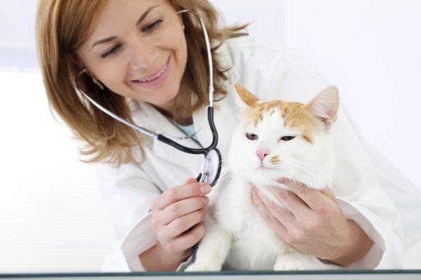 кардиомиопатия у кошек симптомы