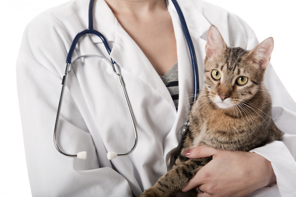 гипертрофическая кардиомиопатия у кошек