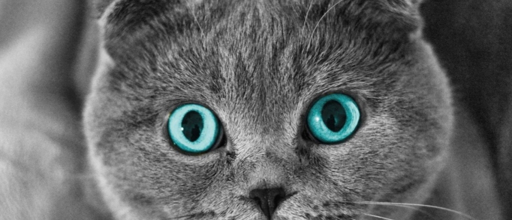 капли для глаз для кошек от воспаления