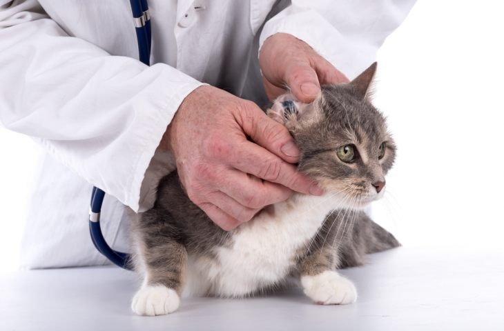 грибок у кошек симптомы и лечение