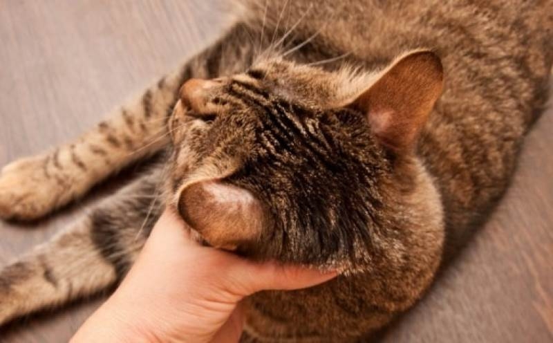 грибок у кошек симптомы и лечение