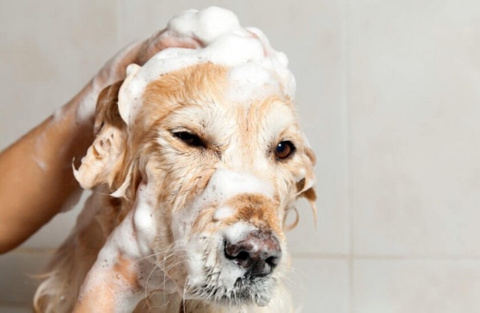 как часто можно мыть собаку