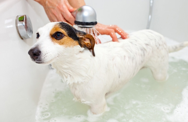 как часто можно мыть собаку