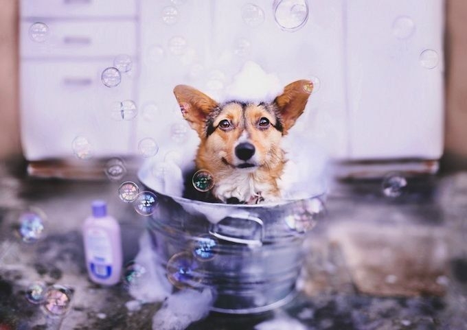 правильно мыть собаку