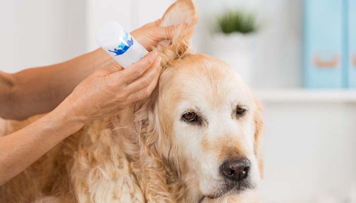 как чистить уши собаке в домашних условиях