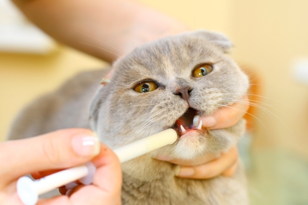 противоглистные препараты для котят