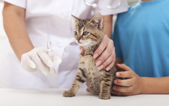 вакцинация кошек схема