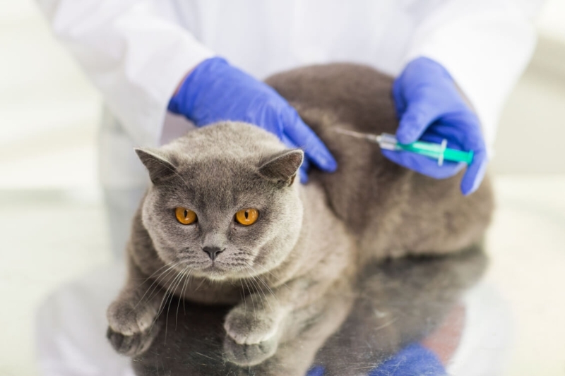 сколько стоят прививки для котят