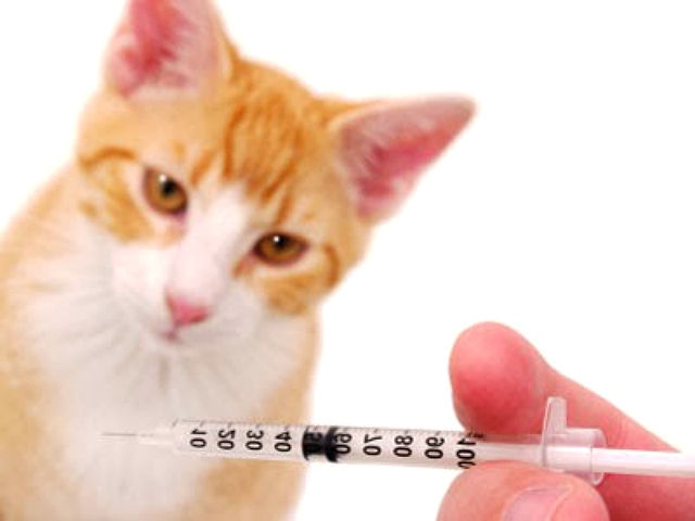 лечение кальцивироза у кошек схема