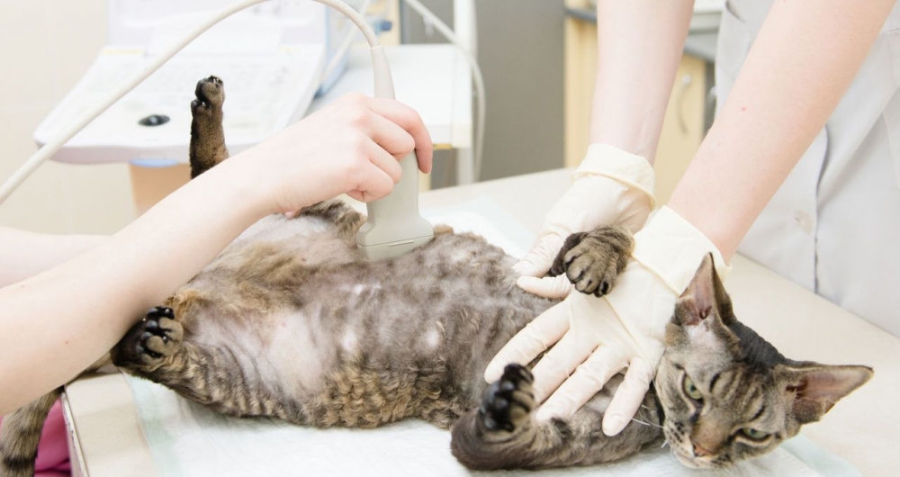 стерилизовать кошку после рождения котят