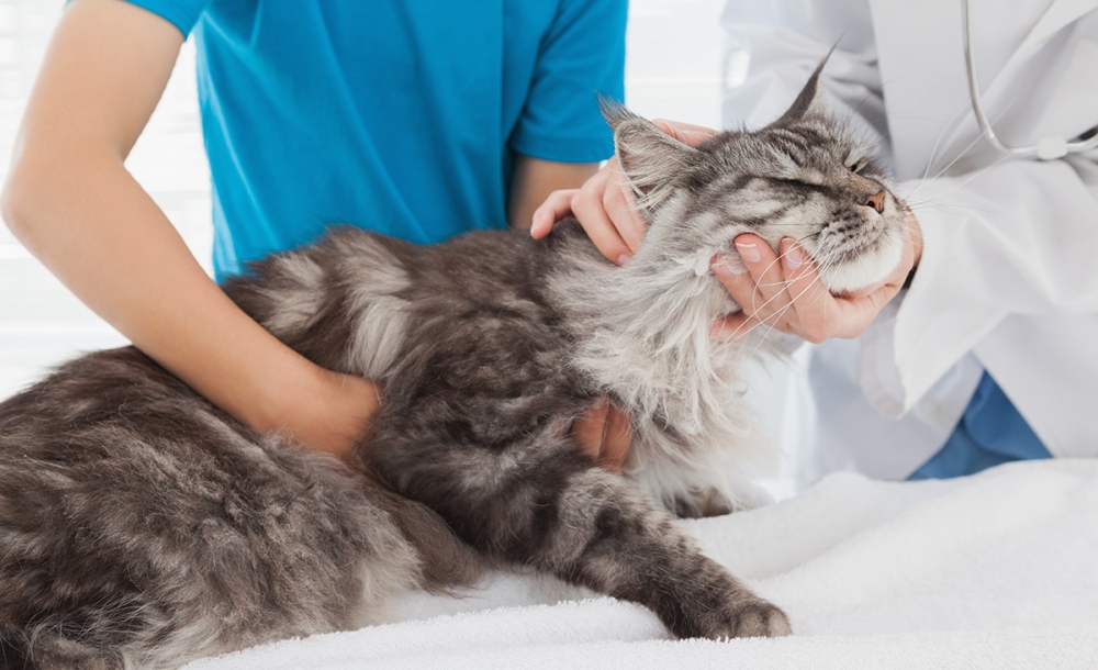 коронавирус у кошек симптомы и лечение