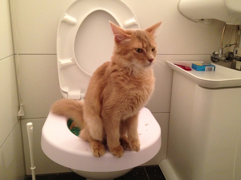 кот часто ходит в туалет по маленькому