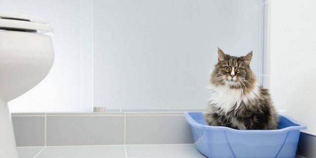 кот часто ходит в туалет по маленькому