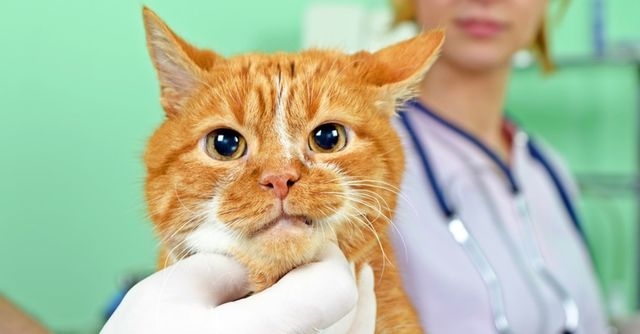 кожные заболевания у кошек фото и лечение