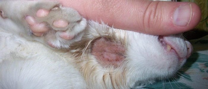 кожные заболевания у кошек фото и лечение